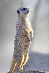 狐獴 Suricata 动物站在户外