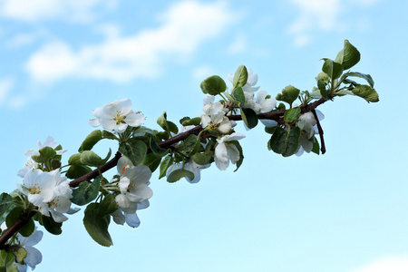 苹果树树枝