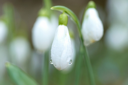 白雪公主春花