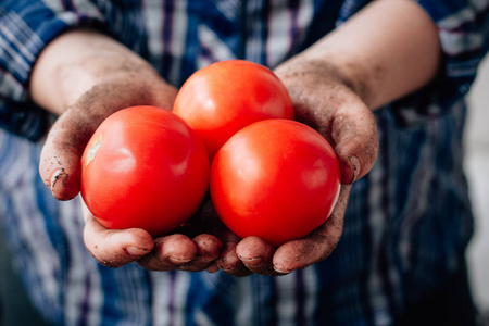 新鲜成熟的红番茄，在农民手中