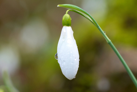 白雪公主春花