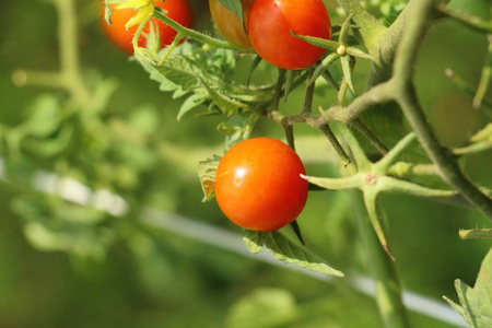 花园树上的新鲜西红柿图片
