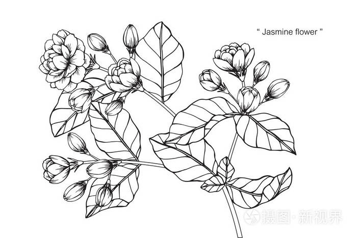 茉莉花黑白线条画素描