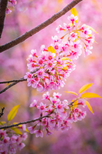 樱花花正在盛开的花朵，在泰国清迈