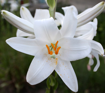 花园里的白百合