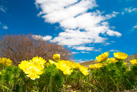 黄花春花