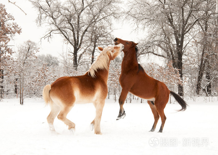2两匹马在雪地里艰难地玩耍