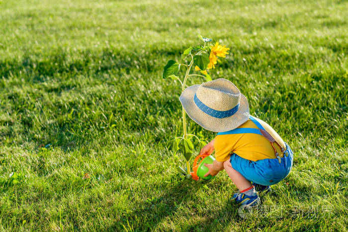 小男孩戴草帽的画像用浇灌的罐头向日葵