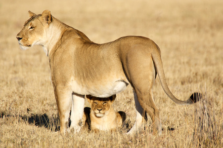 非洲母狮和幼崽