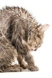 湿的猫，舔得干干净净的孤立上白