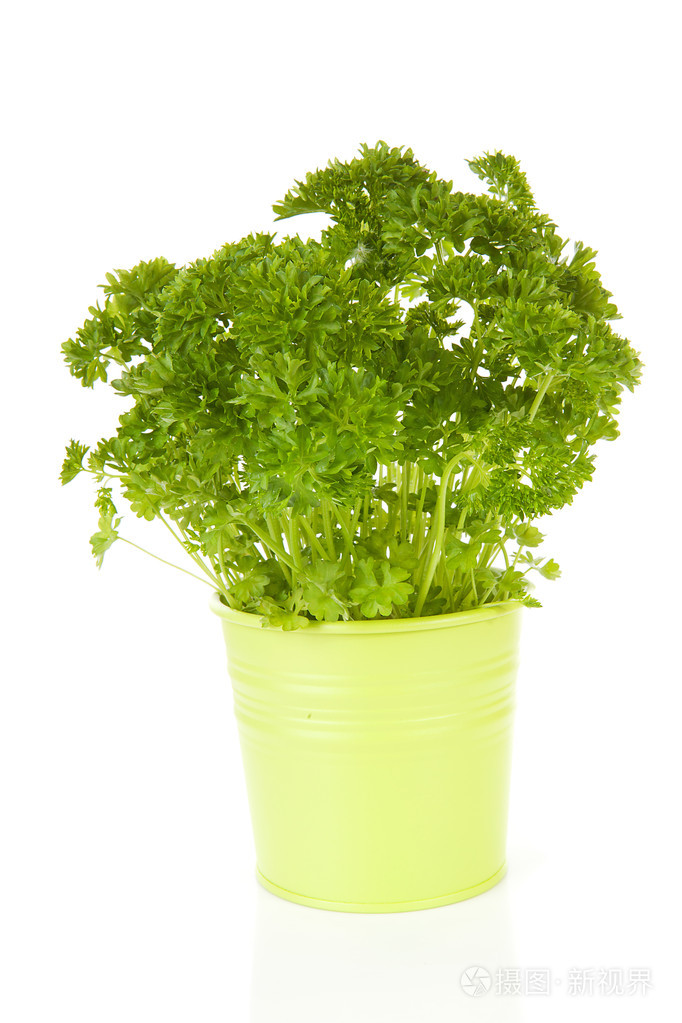 桶里的新鲜欧芹