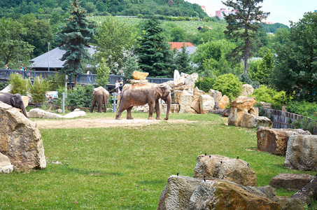 捷克共和国。布拉格.布拉格动物园。大象.2016年6月12日