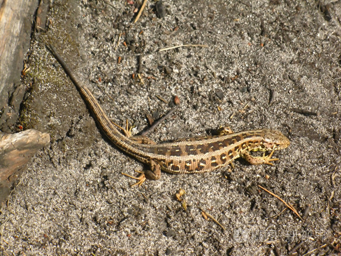 动物沙地蜥蜴lacertaagilis