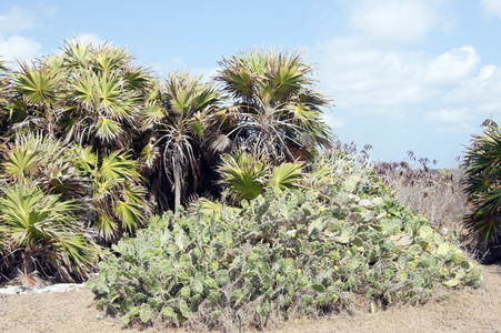 仙人掌，仙人球 cactus的名词复数 