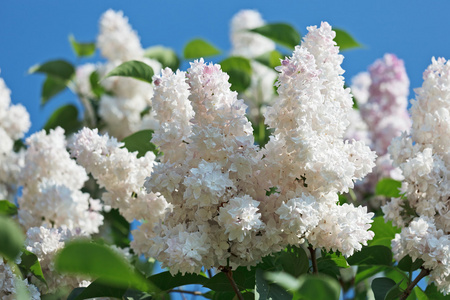 在阳光明媚的春天，一束白色的丁香花在蓝色面前