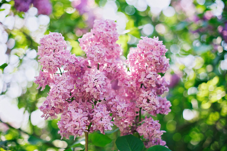 把粉红色的紫丁香花合在茂盛的叶子前，用魔法