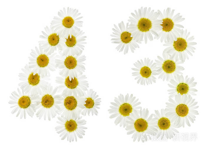 阿拉伯数字43四十三白色花菊花