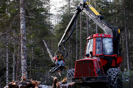 砍伐森林伐木木工木材储藏森林砍伐