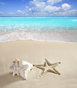 加勒比海边海星图案白色沙滩