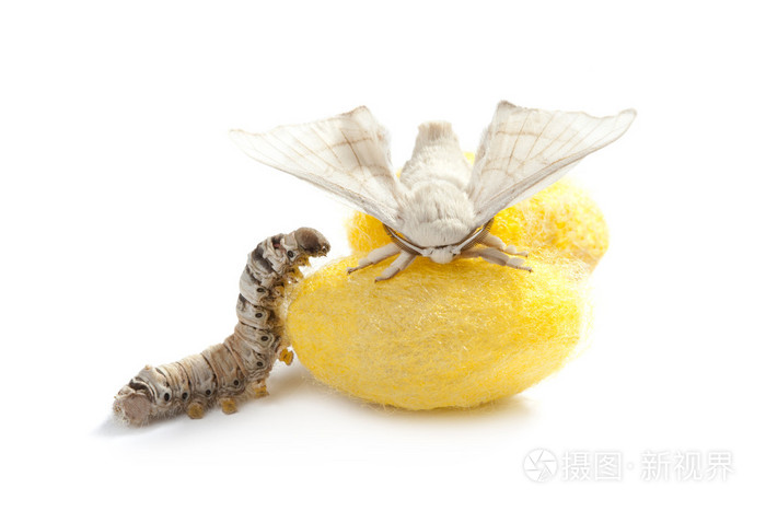 蝴蝶蚕茧蚕丝三阶段
