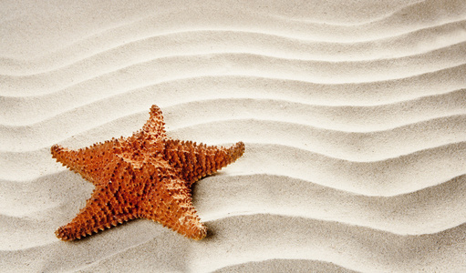 沙滩白色波浪沙海星暑假