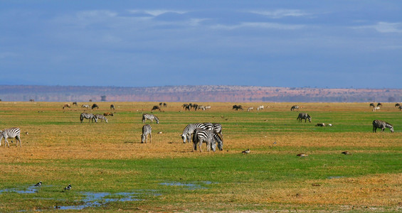 非洲野生斑马
