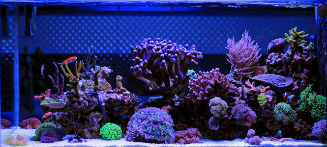 珊瑚礁水族箱