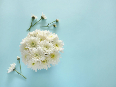白色雏菊花在蓝色背景