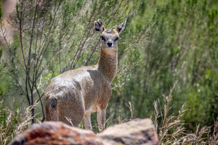 klipspringer 站在岩石上