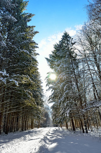 在下雪的冬天森林里的树的树枝间的阳光