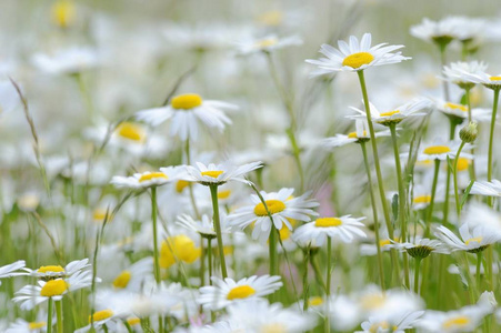 绿草甸的 Oxeye 雏菊