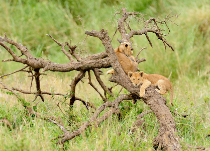 狮子崽树 科学名称 虎狮子座, 或 辛巴 在 Swaheli 在塞伦盖蒂国家公园, 坦桑尼亚