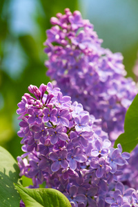 丁香花的枝条和叶子