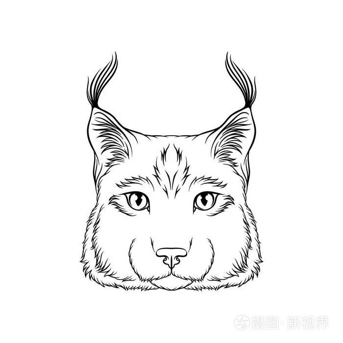山猫头像素描, 野生薮猫的画像动物黑白手绘矢量插图
