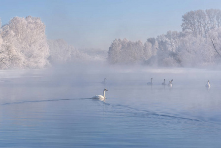 天鹅湖薄雾蔚蓝越冬图片