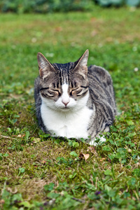 花园里闭着眼睛的可爱猫图片