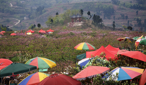 中国桃开花节成都中国四川