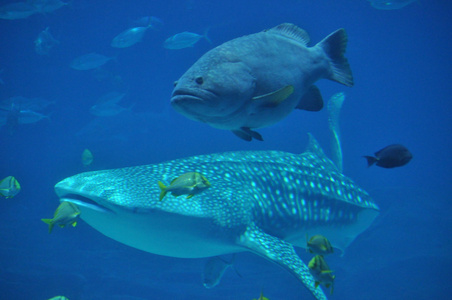 在亚特兰大水族馆的鱼