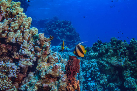 美丽的红海海底世界, 珊瑚与鱼和 copyspace 在角落