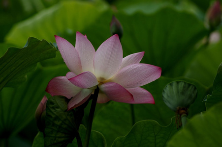 莲花 荷花 忘忧果 落拓枣