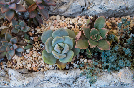 小型多肉植物花园