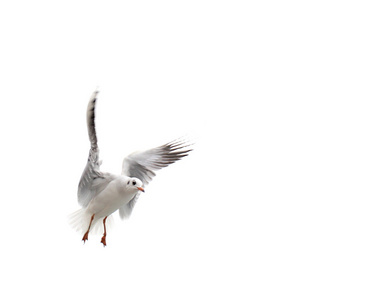 在白色背景上孤立的一只海鸥飞翔