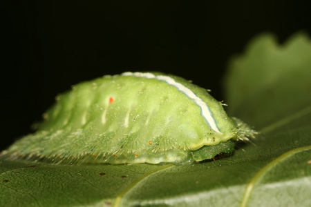 鳞翅类 鳞翅类的昆虫 lepidopteron的名词复数 