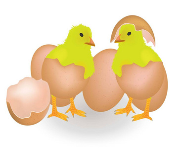 两只鸡来自蛋壳