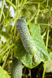 黄瓜，胡瓜 cucumber的名词复数 