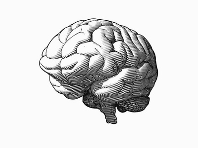 在白色 Bg 的透视图中雕刻单色大脑