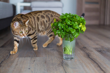 美丽的孟加拉猫嗅到绿色植物和尝试吃它