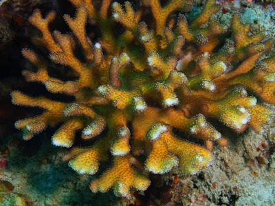 石珊瑚，菲律宾吕宋岛，阿尼洛