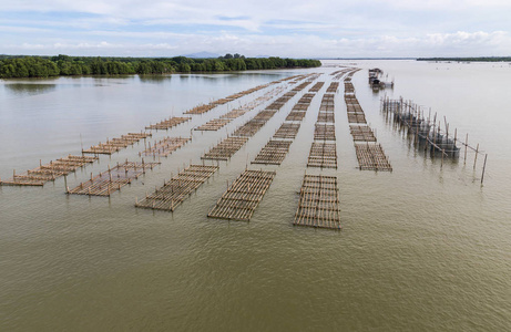 泰国 chantaburi 河 Chanthaburi 牡蛎养殖场