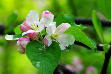 春天开放的苹果园